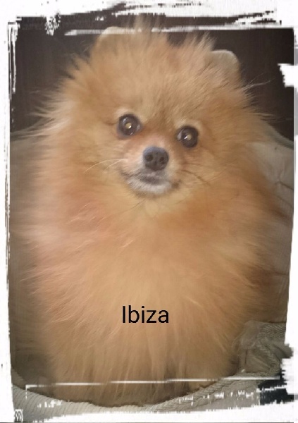 Ibiza de la Parée Préneau